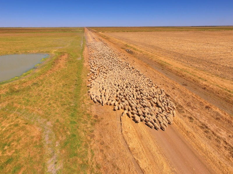Austalian farm with sheeps