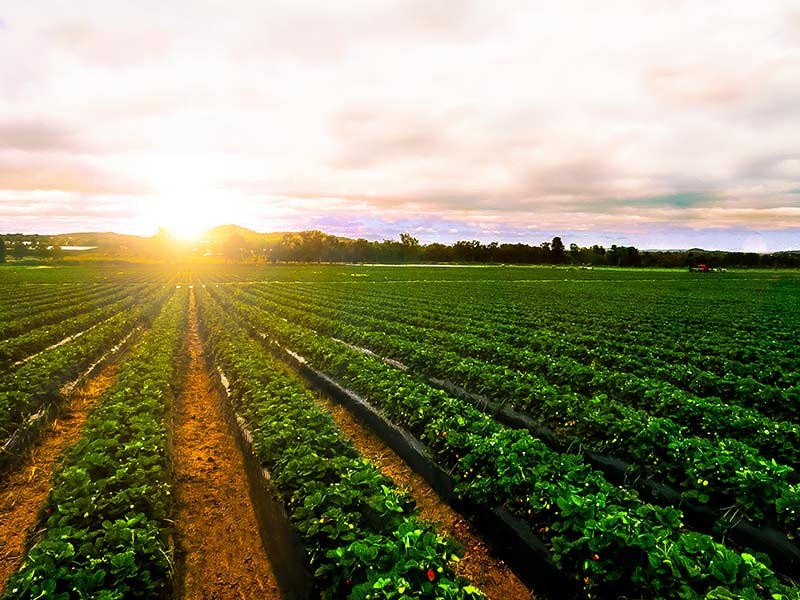 Agriculture farm