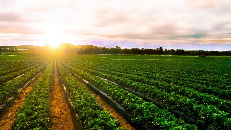 Agriculture farm